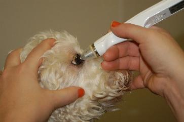 canine glaucoma